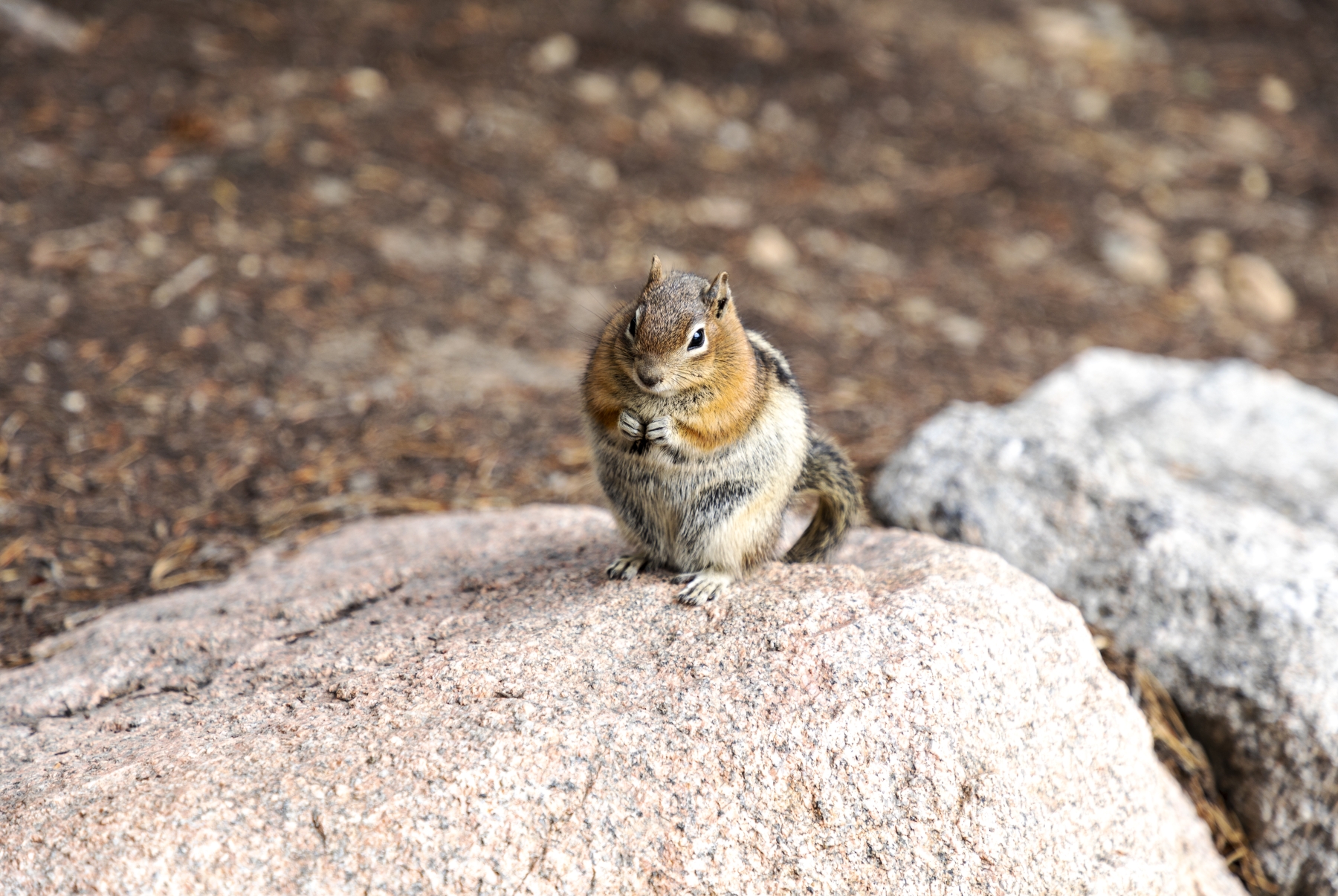 Golden Mantled Ground Squirrel, Rocky Mountain National Park